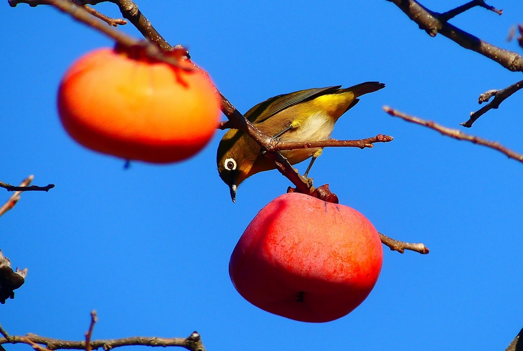 P4510354：メジロ_R