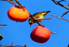 P4510354：メジロ_R