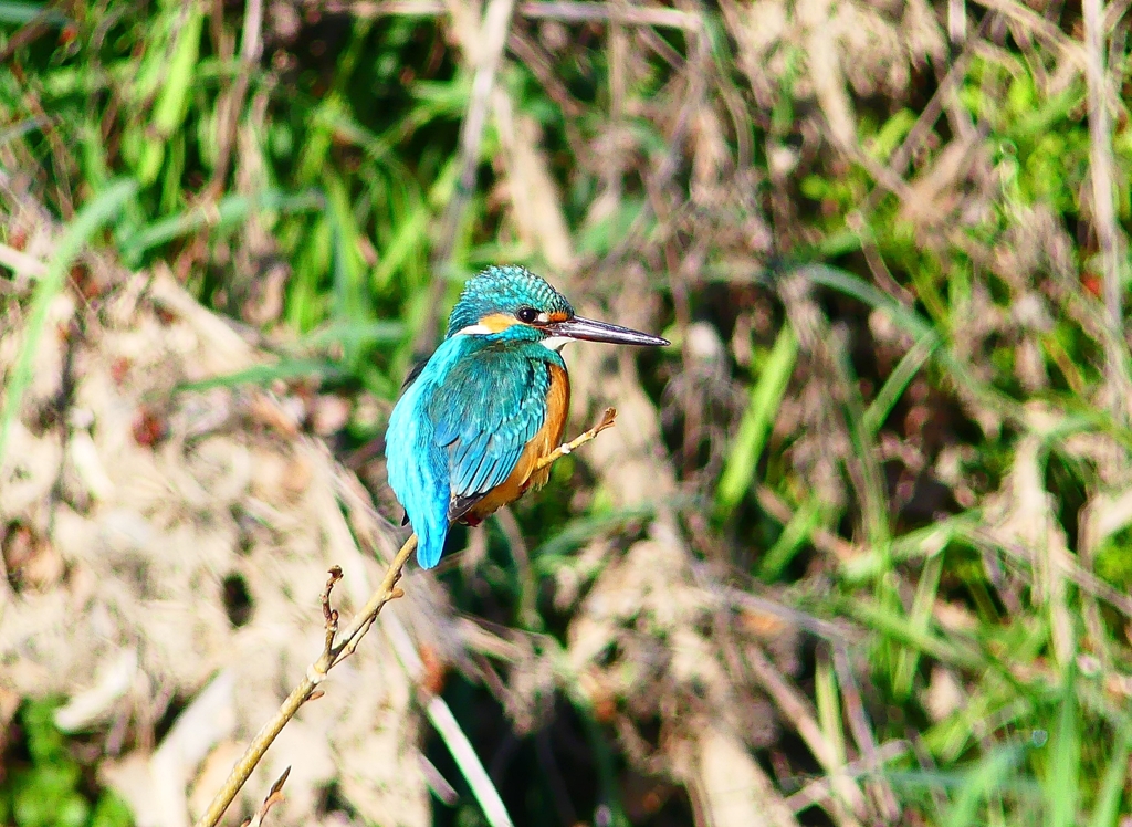 P4800590：カワセミ（オス）_R