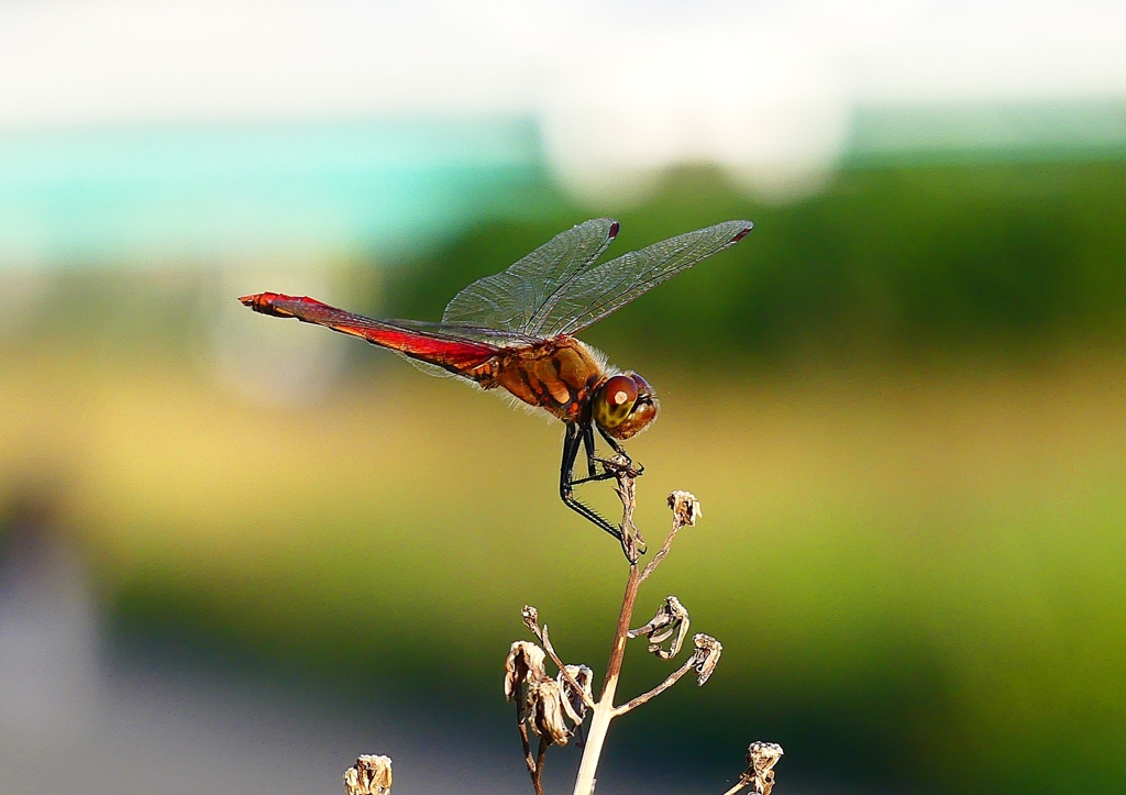 P1360235：アキアカネ_R