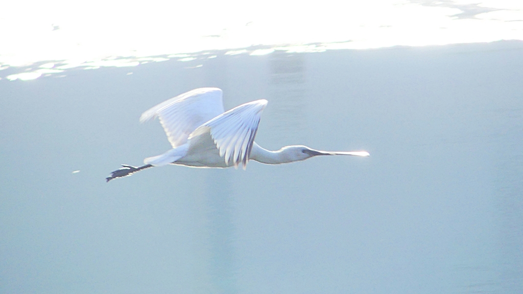 P4470169：ヘラサギ_R
