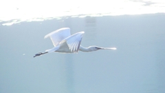 P4470169：ヘラサギ_R