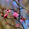 P3710811：紅梅_R