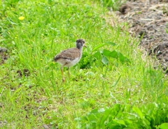 P5000090：ケリ（幼鳥）_R