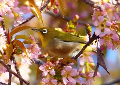 P1620191：桜メジロ_R