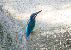 P1280553：カワセミ（メス）_R