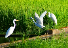 P1150108：チュウサギ、コサギ_R