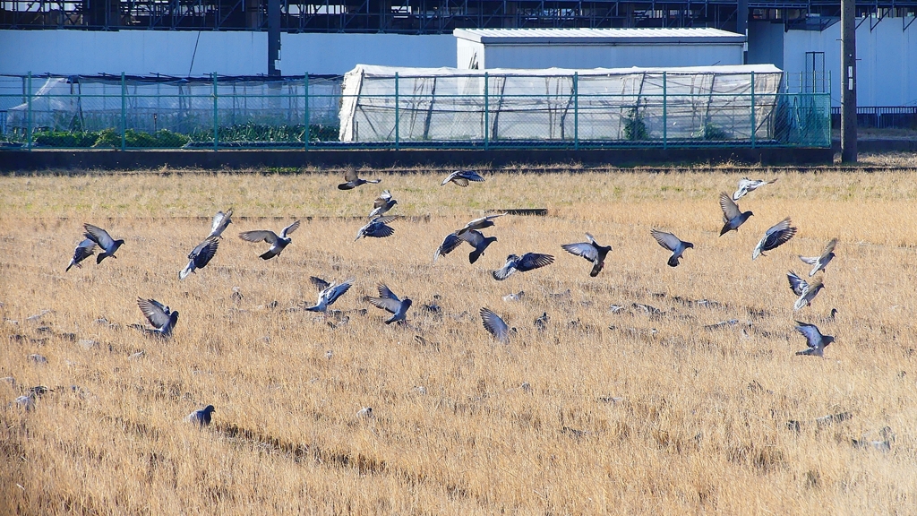 P1630459：飛ぶカワラバト_R