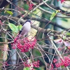 P4680162：ウソ（メス）_R
