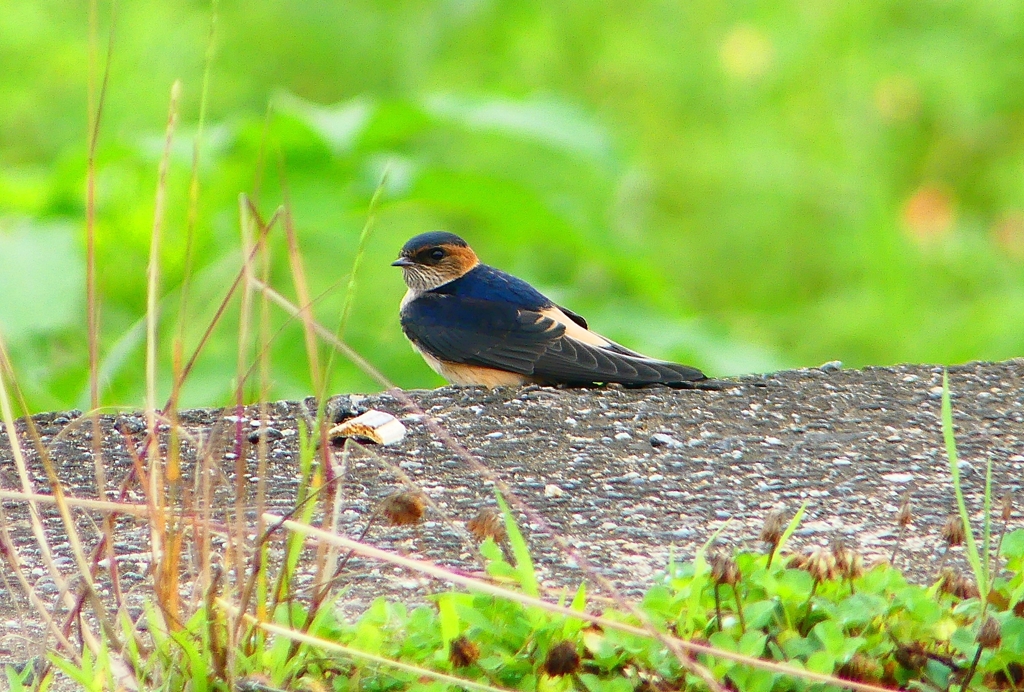 P1030624：コシアカツバメ（幼鳥）_R