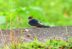 P1030624：コシアカツバメ（幼鳥）_R