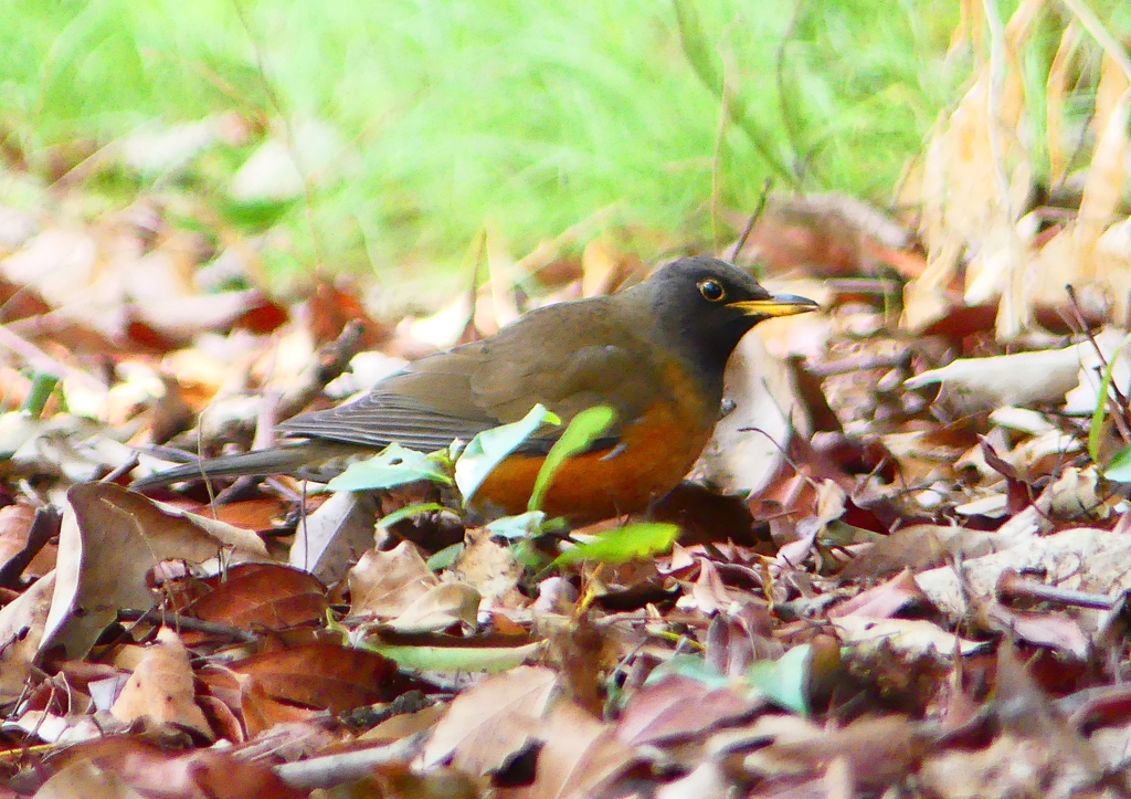 P1870290：オオアカハラ_R