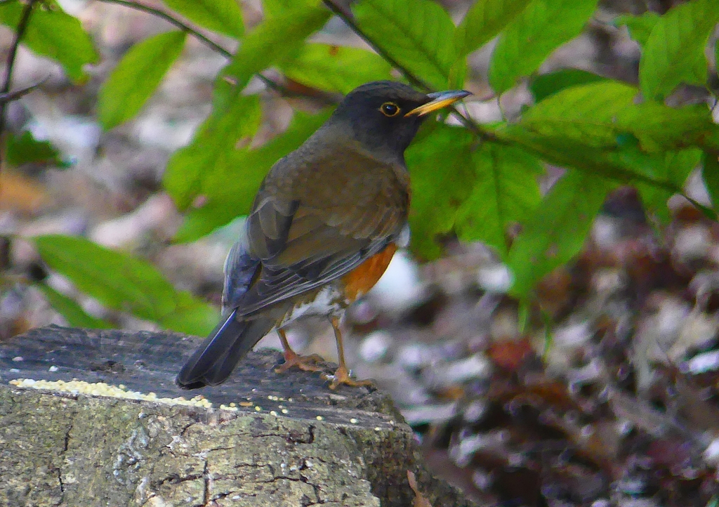 P1880898：オオアカハラ_R
