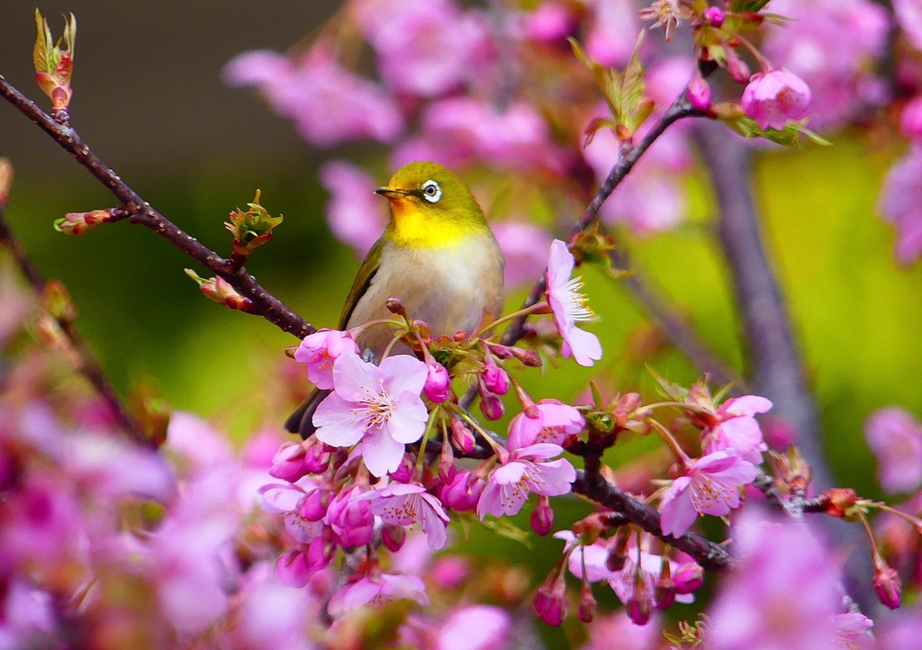 P1870068：河津桜にメジロ_R