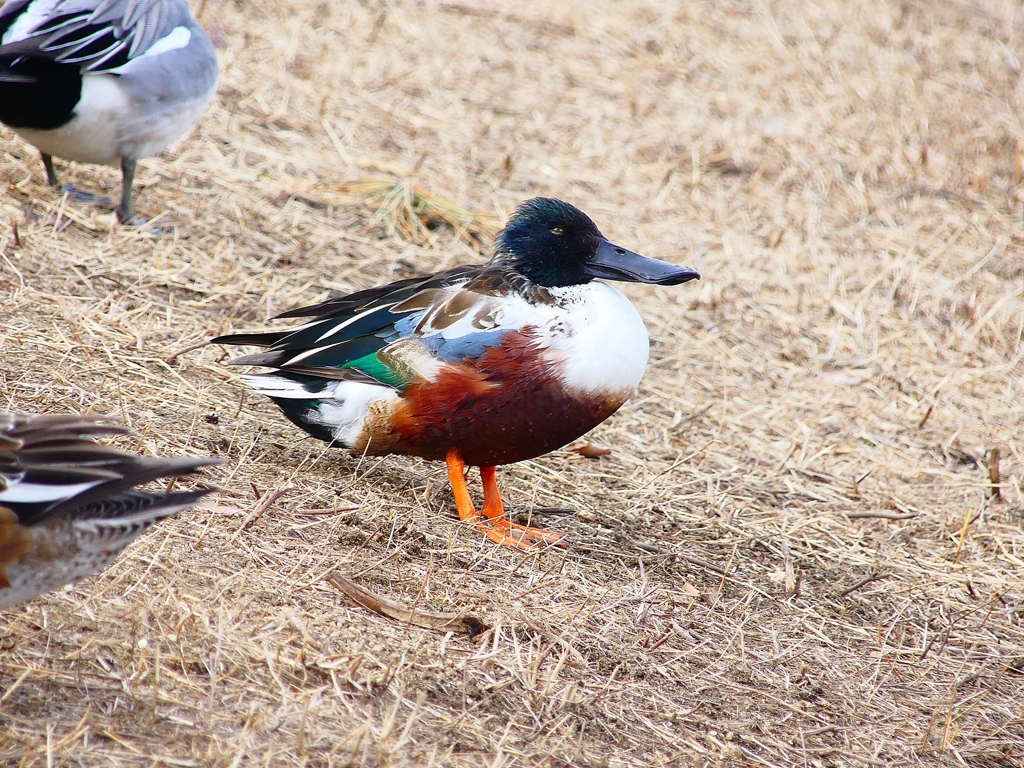 P3780404：ハシビロガモ（オス）_R