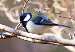P1790540：シジュウカラ_R