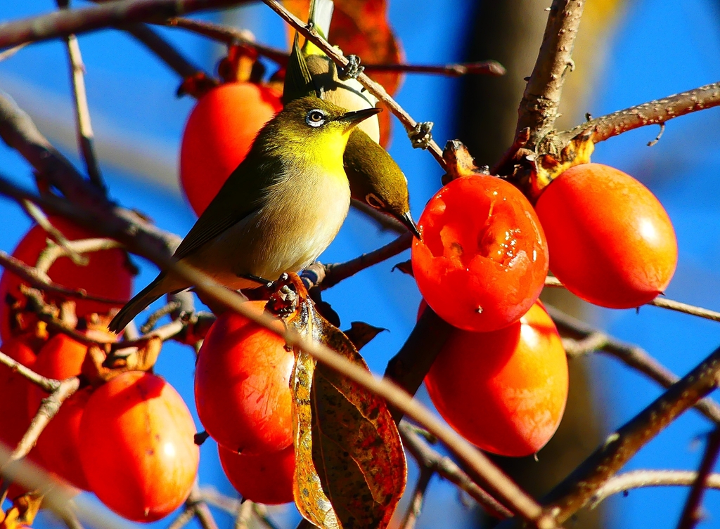 P4530552：メジロ_R