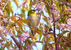 P1620226：桜メジロ_R