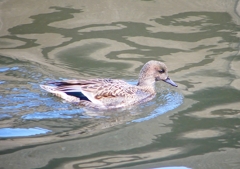P1820342：ヨシガモ_R