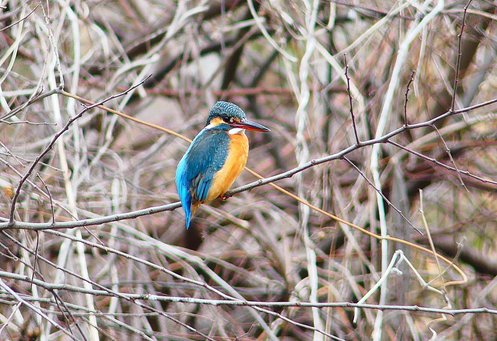 P4840002：カワセミ（メス）_R