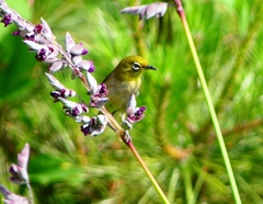 P1020023：メジロ_R