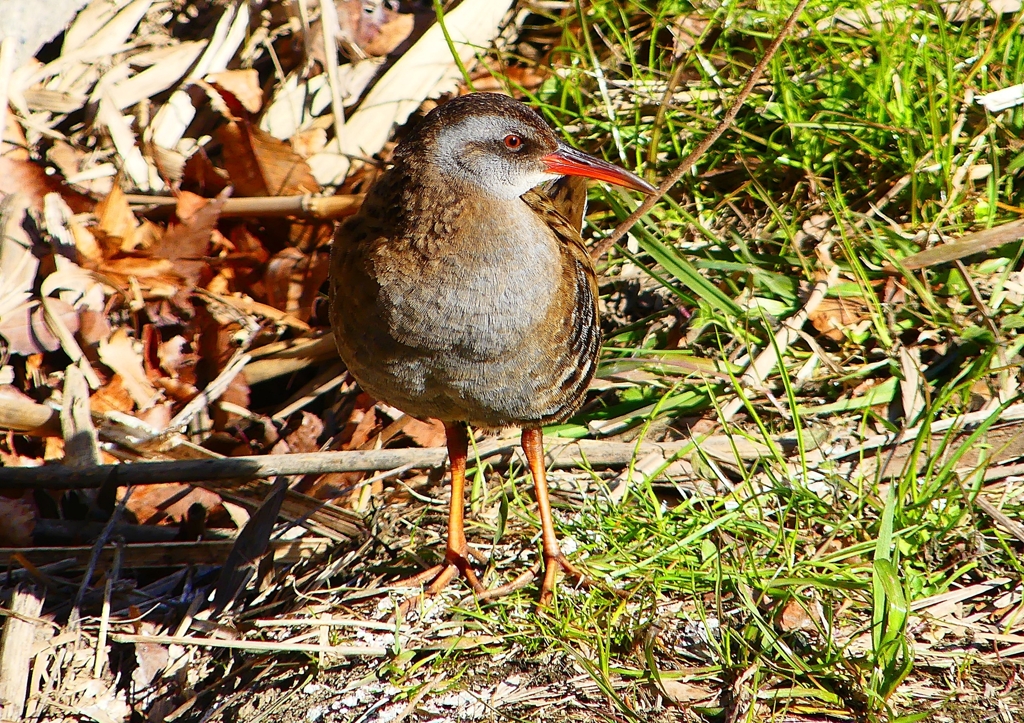 P1730104：クイナ_R
