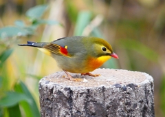 P1600117：ソウシチョウ_R