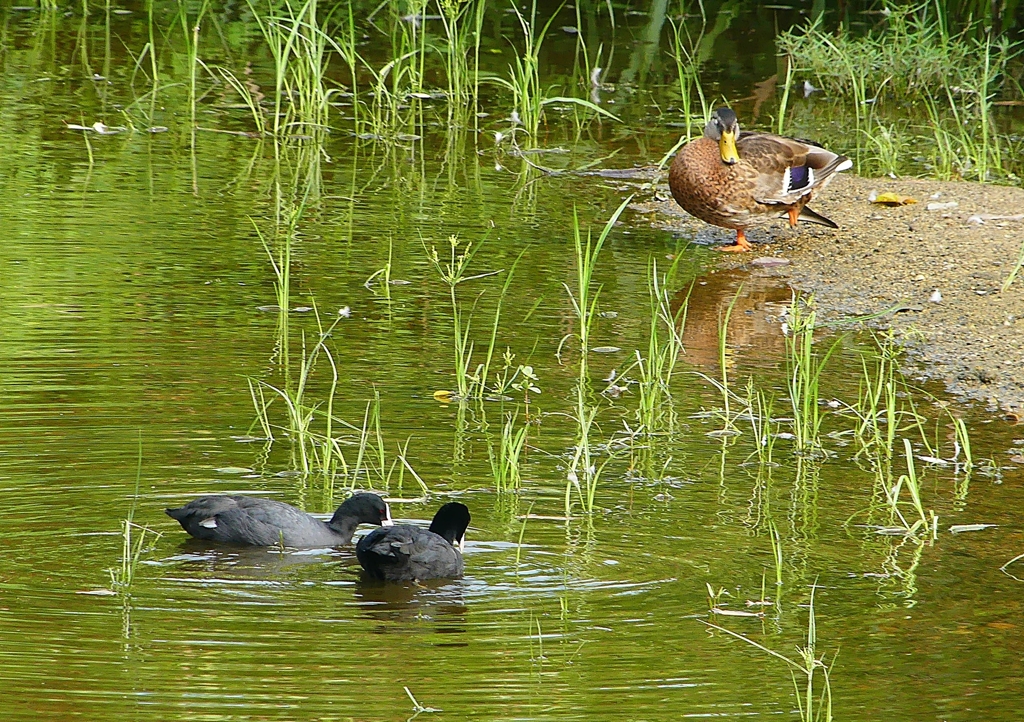 P1170618：オオバン、マガモ_R