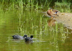 P1170618：オオバン、マガモ_R