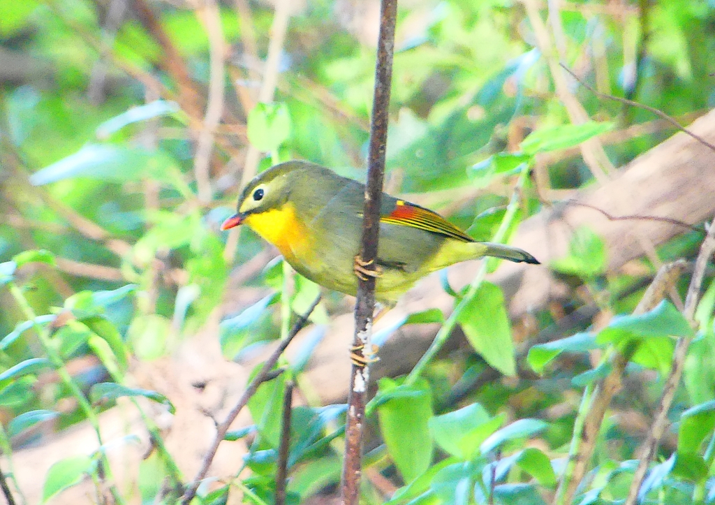 P1370187：ソウシチョウ_R
