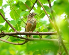 P4230358：ホオジロ（若鳥）_R