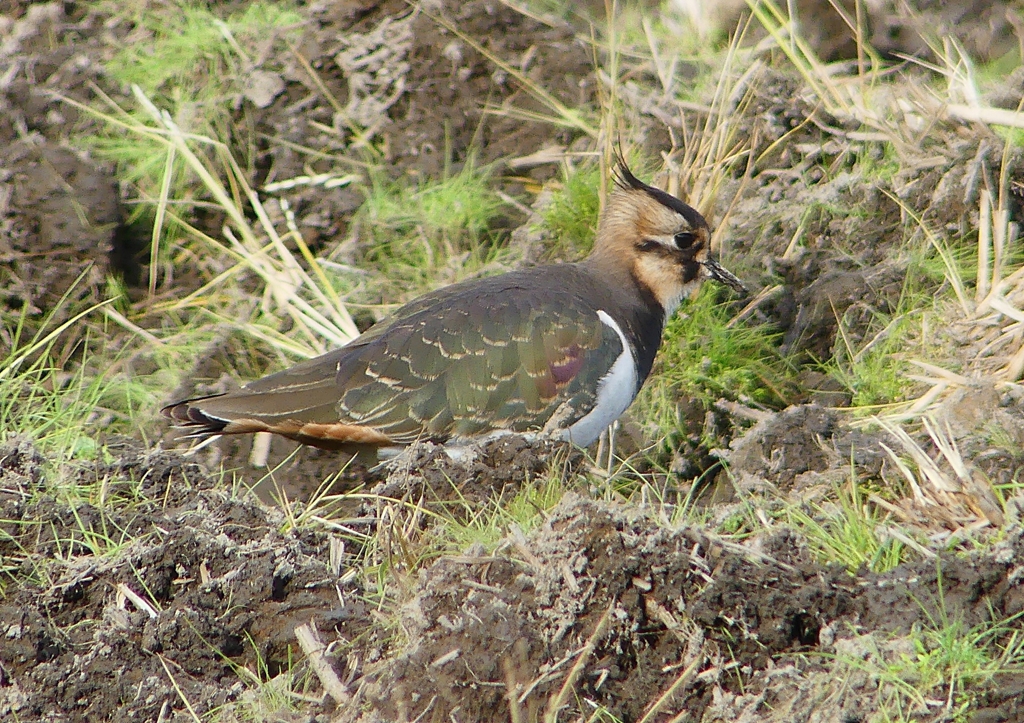P1540571：タゲリ_R