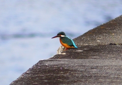 P4510548：カワセミ（メス）_R