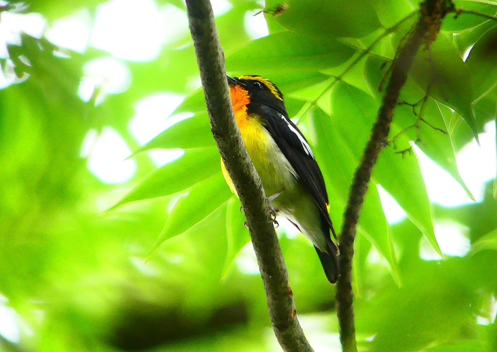P1020657：キビタキ（オス）_R