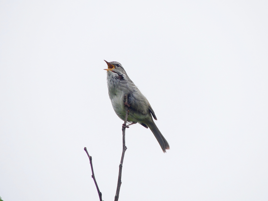 P4040437：ウグイス_R
