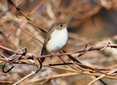 P4620584：ニシオジロビタキ_R