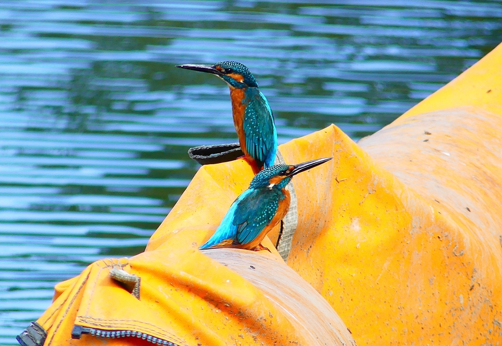 P4480434：カワセミ（オス）_R