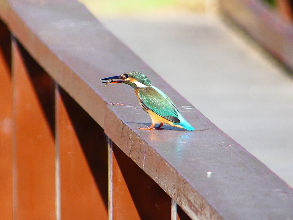 P1140426：カワセミ（メス）_R