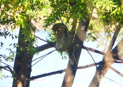 P1450344：フクロウ_R