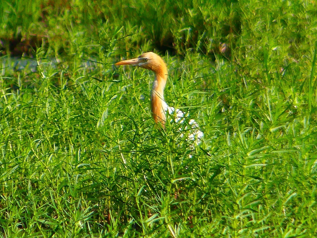 P1120910：アマサギ_R