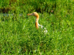 P1120910：アマサギ_R
