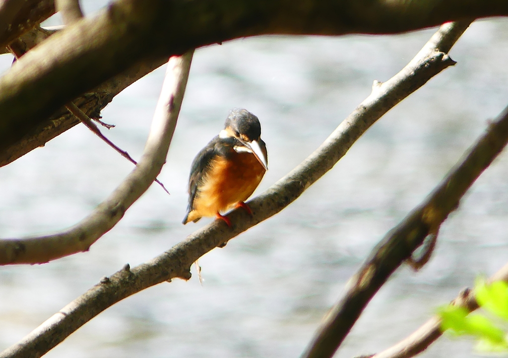 P1240468：カワセミ（メス）_R