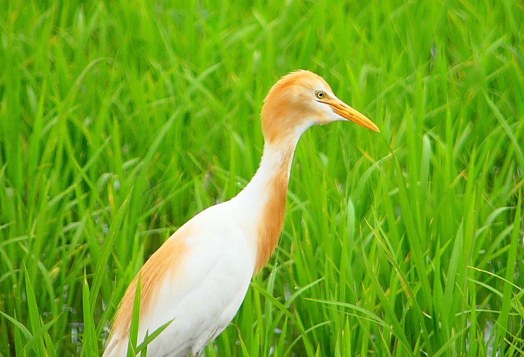 P1060472：アマサギ_R