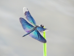P1050508：チョウトンボ_R
