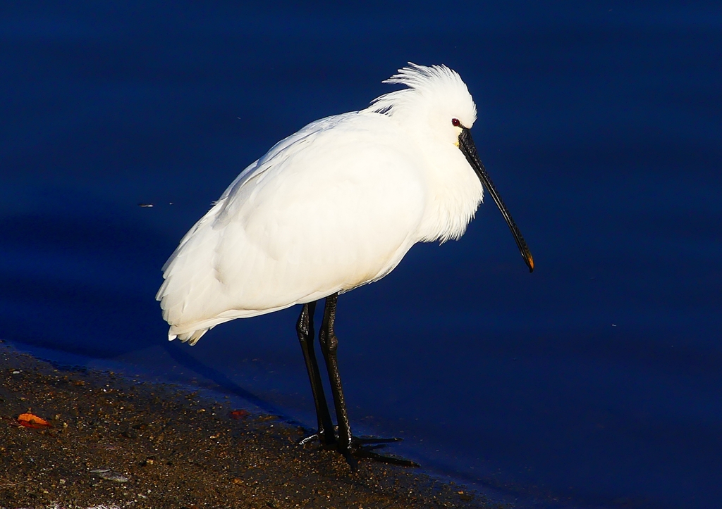 P1690380：ヘラサギ_R