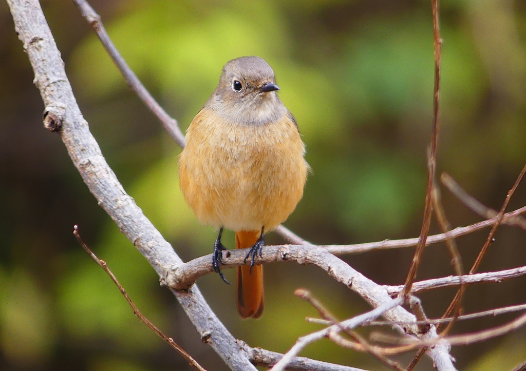 P1560335：ジョウビタキ（メス）_R