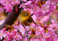 P1870135：河津桜にメジロ_R