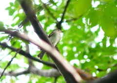 P4310252：コサメビタキ_R
