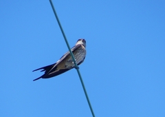 P1180619：コシアカツバメ_R