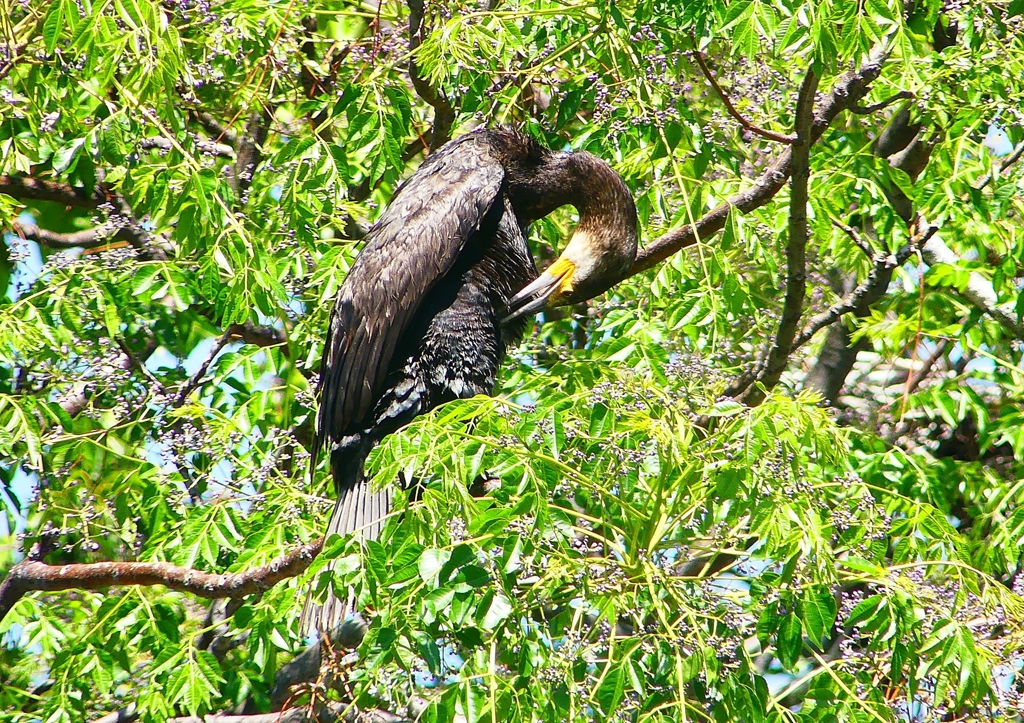 P2020102：カワウ_R